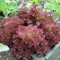 Premium LETTUCE, RED LEAF, LOLLA ROSA, HEIRLOOM, 25+ SEEDS, CRISP, DARK LEAVES