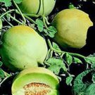 New Arrival HONEY DEW MELLON , HONEY DEW GREEN SWEET, HEIRLOOM 25+ SEEDS,DELICIOUS New Arrival HONEY DEW MELLON , HONEY DEW GREEN SWEET, HEIRLOOM 25+ SEEDS,DELICIOUS