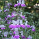 Exclusive CHINESE HOUSES, UNIQUE DELICATE FLOWERS, 25+ SEEDS BEAUTIFUL BLOOMS