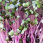 New Arrival Rambo Radish 2 Ounce Microgreen Sprouting Seeds