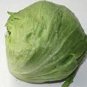 Exclusive LETTUCE, ICEBERG, LARGE HEAD, HEIRLOOM, 25+ SEEDS, SWEET CRISP LETTUCE