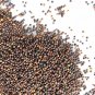 New Arrival Red Kale 14 Ounces Microgreen Sprouting Seeds