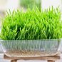 Exclusive Cat Grass Mix 4 oz
