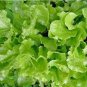 Premium LETTUCE, LEAF, SIMPSON BS, HEIRLOOM, 25+ SEEDS, DELICIOUS CRISP GREENS