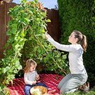Exclusive Living Growing Trellis Tent + 25 Sweetie Tomato Seeds - Seed Play Love Exclusive Living Growing Trellis Tent + 25 Sweetie Tomato Seeds - Seed Play Love