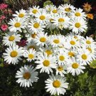 New Arrival SHASTA DAISY 25+ SEEDS BEAUTIFUL BRIGHT WHITE/YELLOW FLOWER New Arrival SHASTA DAISY 25+ SEEDS BEAUTIFUL BRIGHT WHITE/YELLOW FLOWER