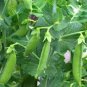 Limited Edition PEAS, SUGAR DADDY SNAP, HEIRLOOM, 500+ SEEDS, GREAT FOR SALADS / SNACKS