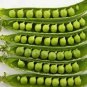 Limited Edition PEAS, SUGAR DADDY SNAP, HEIRLOOM, 500+ SEEDS, GREAT FOR SALADS / SNACKS