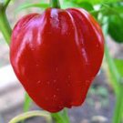 New Arrival PEPPER, HABENERO CHILE , HEIRLOOM, 20+ SEEDS, SPICY GREAT FRESH N COOKED New Arrival PEPPER, HABENERO CHILE , HEIRLOOM, 20+ SEEDS, SPICY GREAT FRESH N COOKED