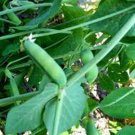 Premium PEAS, EARLY ALASKA, HEIRLOOM, 100+ SEEDS, TASTES GREAT FRESH OR CANNED Premium PEAS, EARLY ALASKA, HEIRLOOM, 100+ SEEDS, TASTES GREAT FRESH OR CANNED