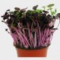 New Arrival 2 oz Red Radish