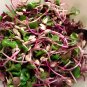 New Arrival 2 oz Red Radish