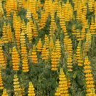 Premium LUPINE, GOLDEN YELLOW, 20+ SEEDS, BEAUTIFUL GOLDEN FLOWERS, SEEDS Premium LUPINE, GOLDEN YELLOW, 20+ SEEDS, BEAUTIFUL GOLDEN FLOWERS, SEEDS