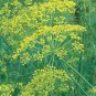 Limited Edition DILL SEED, MAMMOTH LONG ISLAND, HEIRLOOM, NON GMO, 25+ SEEDS, SPICE
