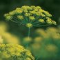 Limited Edition DILL SEED, MAMMOTH LONG ISLAND, HEIRLOOM, NON GMO, 25+ SEEDS, SPICE