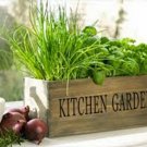 Limited Edition Herb Garden Collection, Small, Heirloom Seeds, 6 Top Varieties of Herbs Limited Edition Herb Garden Collection, Small, Heirloom Seeds, 6 Top Varieties of Herbs
