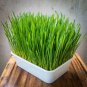 Premium 16 oz Wheatgrass