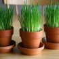 Premium 16 oz Wheatgrass