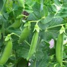 New Arrival PEAS, SUGAR DADDY SNAP, HEIRLOOM, 100+ SEEDS, GREAT FOR SALADS / SNACKS New Arrival PEAS, SUGAR DADDY SNAP, HEIRLOOM, 100+ SEEDS, GREAT FOR SALADS / SNACKS