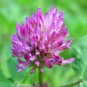 Premium 8 oz Red Clover