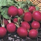 Top-Quality RADISH, CHERRY BELLE, HEIRLOOM, 50+ SEEDS, A CRISP TASTY PEPPERY RADISH