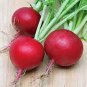 Top-Quality RADISH, CHERRY BELLE, HEIRLOOM, 50+ SEEDS, A CRISP TASTY PEPPERY RADISH