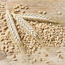 New Arrival 2 oz Barley - NON GMO microgreen seeds for Sprouting Sprouts