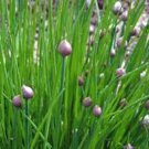 Best-Selling CHIVES SEED, HEIRLOOM, NON GMO, 50+ SEEDS, CHIVE SEED, CHIVE SEEDS Best-Selling CHIVES SEED, HEIRLOOM, NON GMO, 50+ SEEDS, CHIVE SEED, CHIVE SEEDS