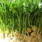 Premium 8 oz Green Pea