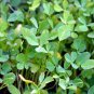 New Arrival 12 oz Fenugreek