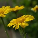 Exclusive GARLAND CHRYSANTHEMUM, 50+ SEEDS, NEWLY HARVESTED, GOLDEN YELLOW BLOOMS Exclusive GARLAND CHRYSANTHEMUM, 50+ SEEDS, NEWLY HARVESTED, GOLDEN YELLOW BLOOMS