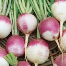 Premium TURNIP, PURPLE TOP WHITE GLOBE, HEIRLOOM, ORGANICLY GROWN 50+ SEEDS Premium TURNIP, PURPLE TOP WHITE GLOBE, HEIRLOOM, ORGANICLY GROWN 50+ SEEDS