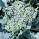 Exclusive BROCCOLI, GREEN SPROUTING CALABRESE,HEIRLOOM, 25+ SEEDS, BROCCOLI SEEDS