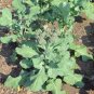 Top-Quality BROCCOLI, GREEN SPROUTING CALABRESE,HEIRLOOM, 25+ SEEDS, BROCCOLI SEEDS