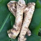 Top-Quality Horseradish Root, Sauget, 5 ounce (Sold by Weight). -