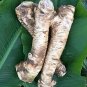 Top-Quality Horseradish Root, Sauget, 5 ounce (Sold by Weight). -