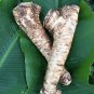 Top-Quality Horseradish Root, Sauget, 5 ounce (Sold by Weight). -