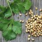 Premium Cilantro 12 oz