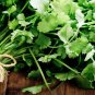 Premium Cilantro 12 oz