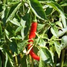 Premium CAYENNE PEPPER PEPPER, LONG RED THIN, HEIRLOOM, NON GMO, 20+ SEEDS