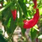 Premium CAYENNE PEPPER PEPPER, LONG RED THIN, HEIRLOOM, NON GMO, 20+ SEEDS