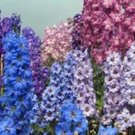 Best-Selling LARKSPUR, GIANT IMPERIAL 100+ SEEDS NEWLY HARVESTED, A GREAT CUT FLOWER