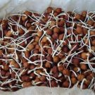 Exclusive 12 Ounce Garbanzo Bean Seeds