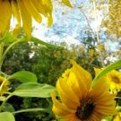 Premium SUNFLOWER, MAMMOTH GREY STRIPE 25+ SEEDS NEWLY HARVESTED, 8-12 Foot Tall Premium SUNFLOWER, MAMMOTH GREY STRIPE 25+ SEEDS NEWLY HARVESTED, 8-12 Foot Tall