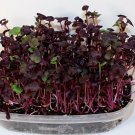 Best-Selling Rambo Radish 16 Ounce Microgreen Sprouting Seeds Best-Selling Rambo Radish 16 Ounce Microgreen Sprouting Seeds