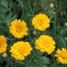 New Arrival GARLAND CHRYSANTHEMUM, 50+ SEEDS, NEWLY HARVESTED, GOLDEN YELLOW BLOOMS New Arrival GARLAND CHRYSANTHEMUM, 50+ SEEDS, NEWLY HARVESTED, GOLDEN YELLOW BLOOMS