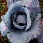 Limited Edition CABBAGE, RED ACRE, HEIRLOOM, 25+ SEEDS, COLORFUL TASTY HEALTHY VEGGIE