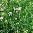 Premium CUMIN, HEIRLOOM, 25+ SEEDS, DELICIOUS SEEDS, LEAVES GREAT FOR SALADS Premium CUMIN, HEIRLOOM, 25+ SEEDS, DELICIOUS SEEDS, LEAVES GREAT FOR SALADS
