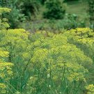 Best-Selling DILL SEED, MAMMOTH LONG ISLAND, HEIRLOOM, NON GMO, 50+ SEEDS, SPICE Best-Selling DILL SEED, MAMMOTH LONG ISLAND, HEIRLOOM, NON GMO, 50+ SEEDS, SPICE