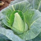 Best-Selling CABBAGE SEED, EARLY JERSEY WAKEFIELD, HEIRLOOM, NON GMO, 500 SEEDS